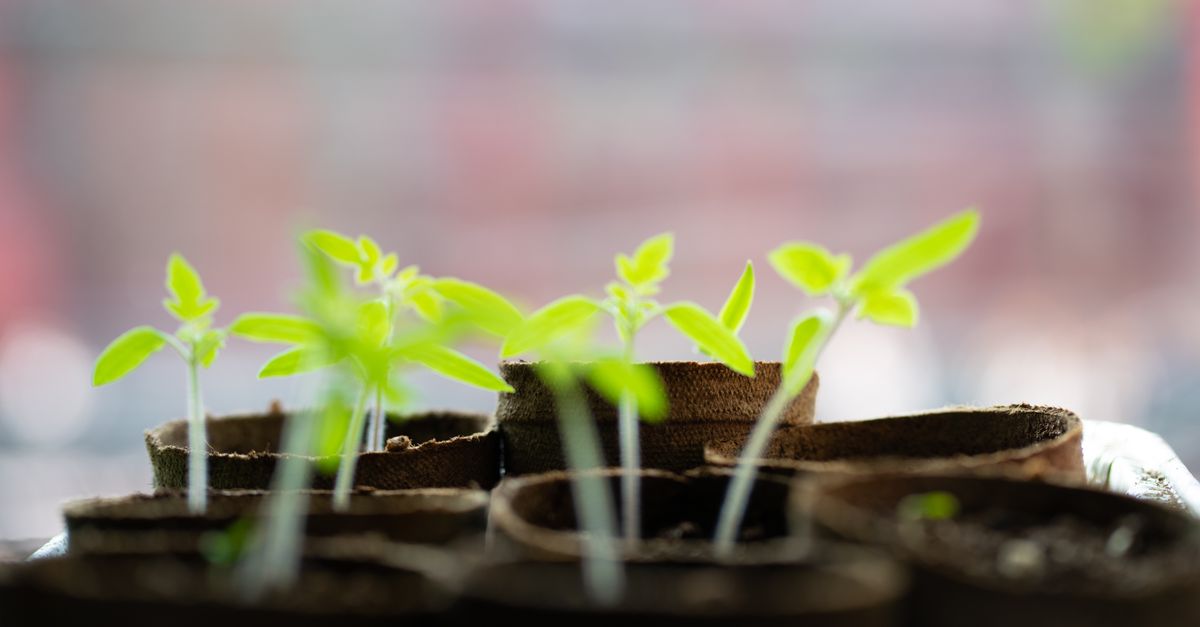 Guide Pratique pour Semer des Légumes en Intérieur
