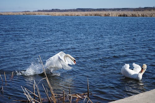Free stock photo of swan lake Stock Photo