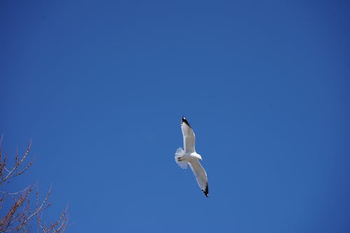 Free stock photo of seagull Stock Photo
