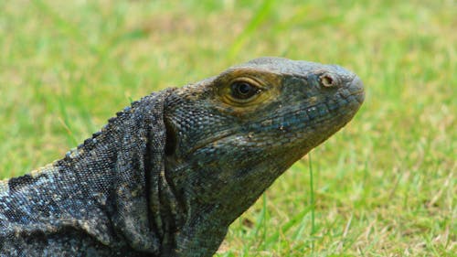 Side view of head of Mexican spinytail iguana sitting on green grass in park