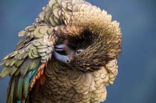 Free Bird Preening in Close Up Photography Stock Photo