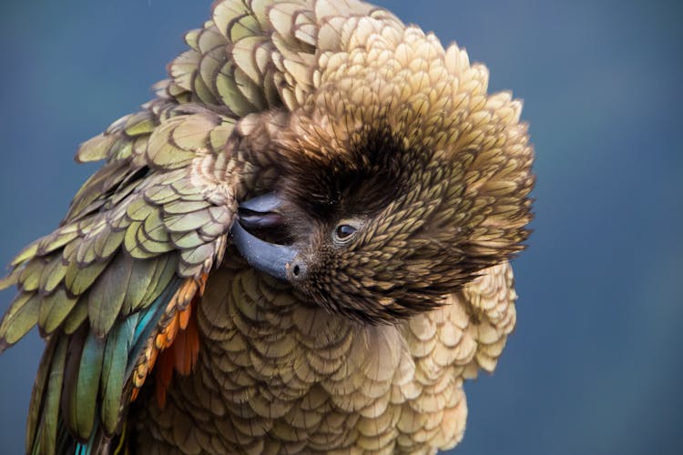 Bird Preening In Close Up Photography