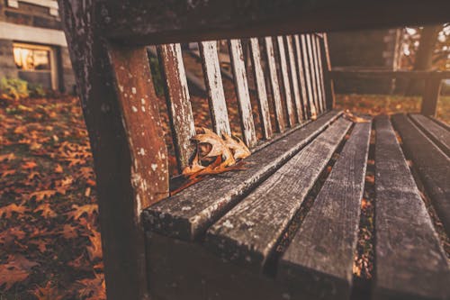 Filtered Photography of Bench With Dried Maple Leaves