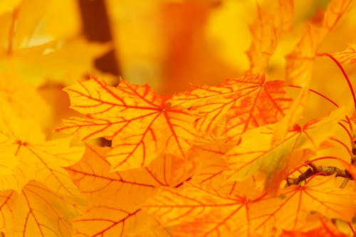 Darmowe zdjęcie z galerii z jesienne liście, liście, liście klonu