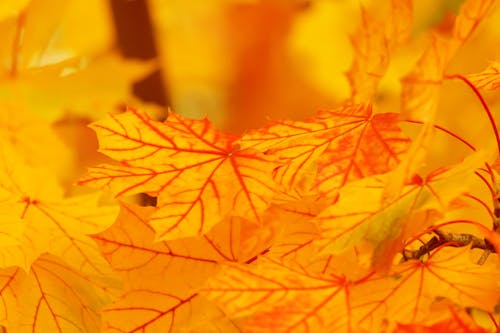 Yellow Leaves