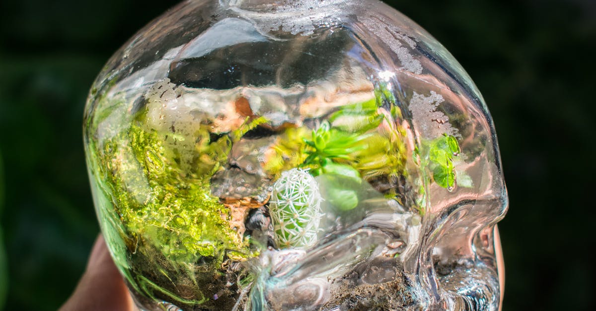 How to grow black truffles at home