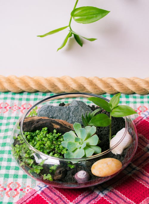 From above of transparent florarium with assorted green plants with bright leaves growing on soil near sea shells on table at home