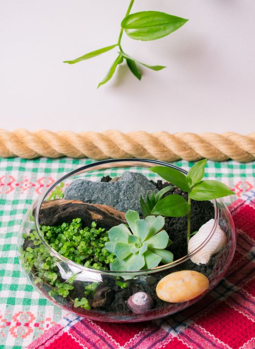 Free From above of transparent florarium with assorted green plants with bright leaves growing on soil near sea shells on table at home Stock Photo