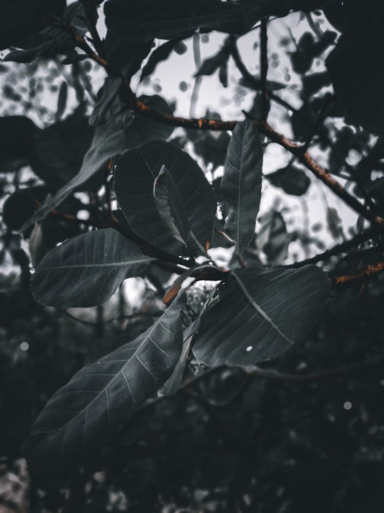 Tree Branch With Growing Leaves Under Sky In Park