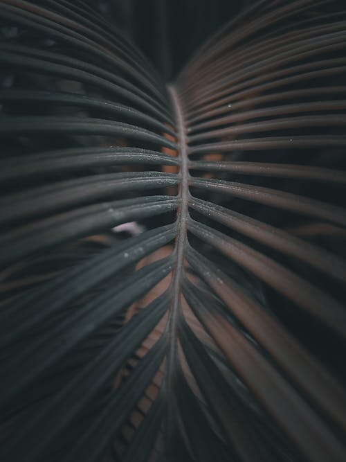 Dark inflated leaf growing in garden at night · Free Stock Photo