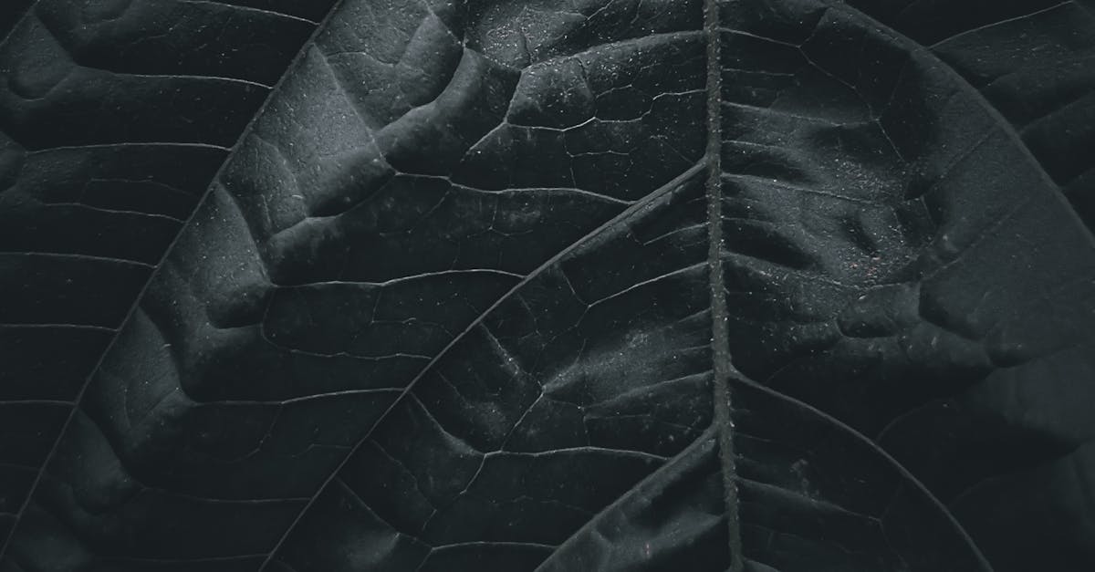 Do fungi grow in the dark