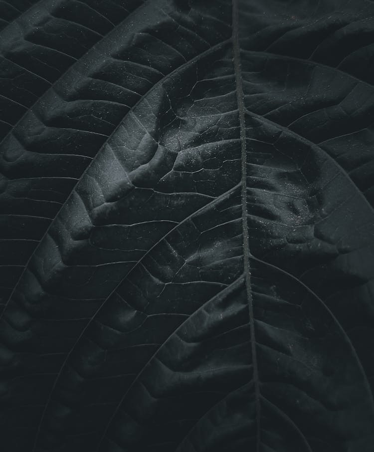 Dark Inflated Leaf Growing In Garden At Night