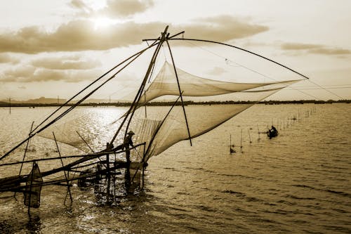 Free stock photo of ánh nắng mặt trời, buổi chiều, canh dong