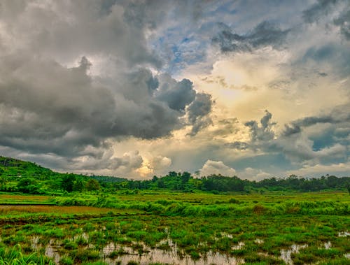 多雲的天空, 稻田, 農場土地 的 免費圖庫相片