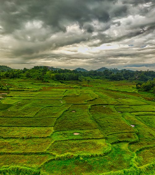 Rice Fields Under a Cloudy Sky