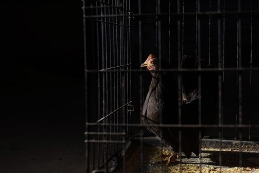 Side view of domestic pullet with pointed beak and black plumage with red comb on head standing on straw in hen house on black background