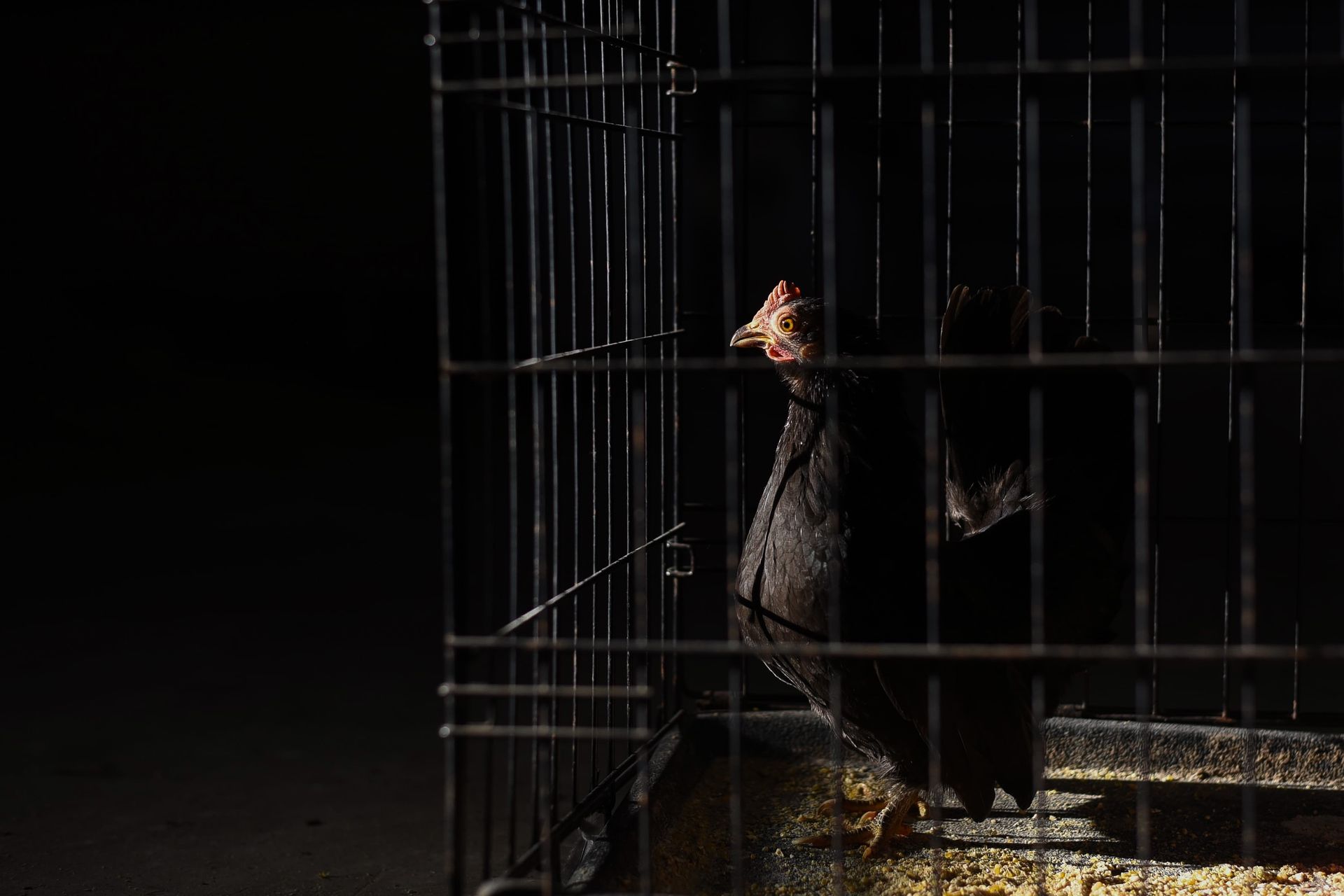 Side view of domestic pullet with pointed beak and black plumage with red comb on head standing on straw in hen house on black background