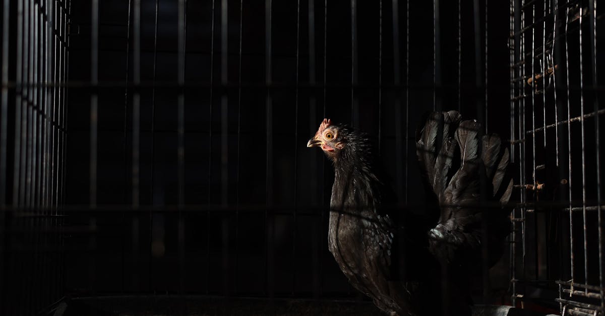 Side view of black hen with red comb and wattles with spiky beak standing in coop with metal fence in darkness