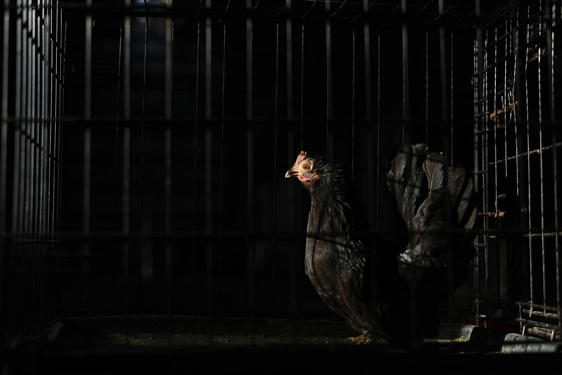 Side view of black hen with red comb and wattles with spiky beak standing in coop with metal fence in darkness