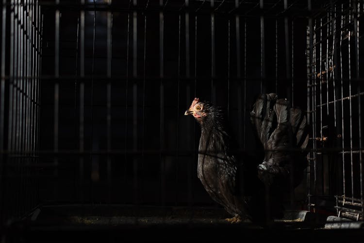 Black Pullet In Fenced Hen House On Black Background