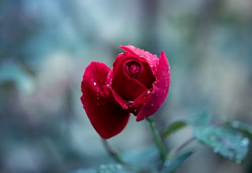 Free Red Rose in Bloom Stock Photo