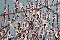 春天，精致的白色樱花在户外枝头盛开