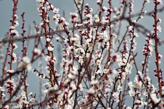春天，精致的白色樱花在户外枝头盛开