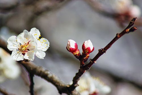 çiçek, çiçekli, kayısı içeren Ücretsiz stok fotoğraf