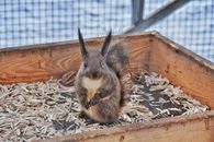 Curious squirrel sitting in old box in zoo