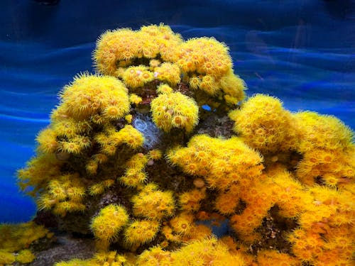 Colorful gentle Orange cup coral lushly growing in clear blue water behind glass