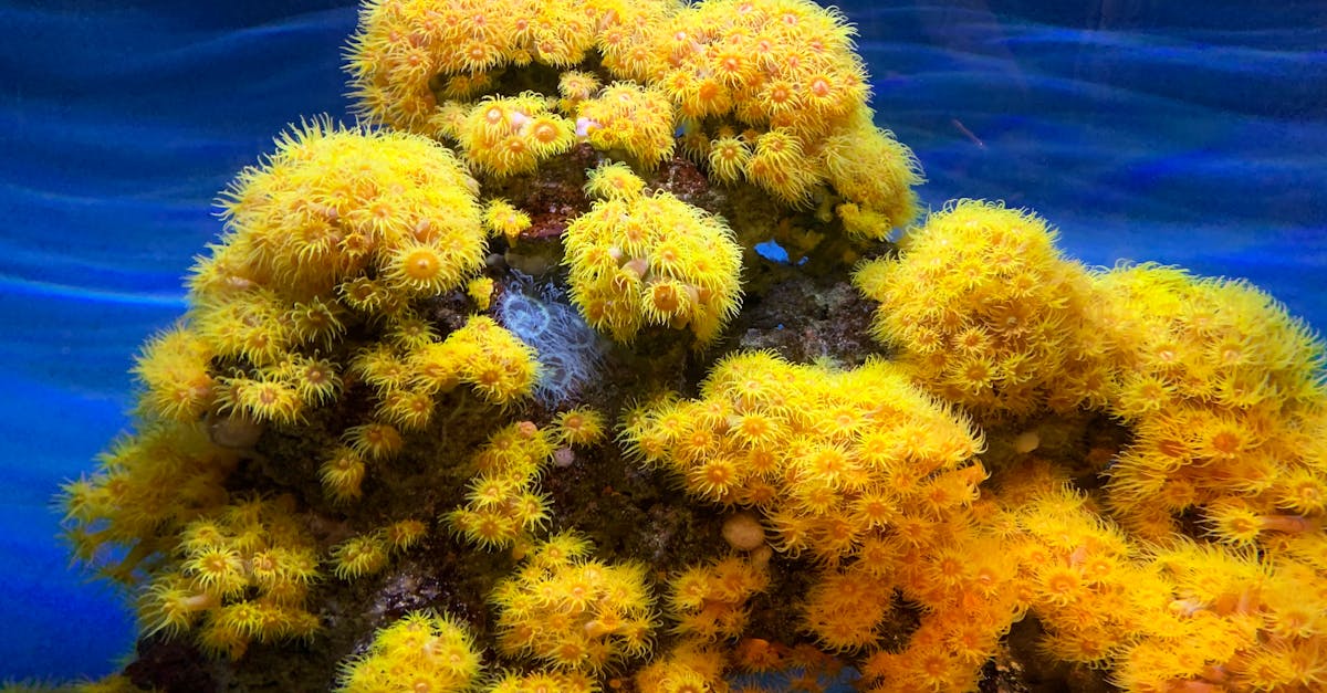 Colorful gentle Orange cup coral lushly growing in clear blue water behind glass
