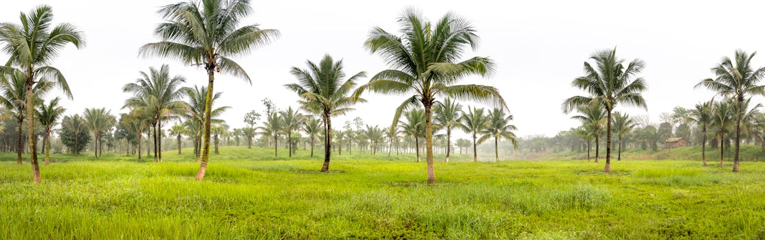 Breathtaking view of a lush palm tree plantation under a clear sky, embodying tropical serenity.