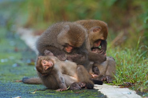 Free Adult monkeys taking care of little primates in zoo Stock Photo