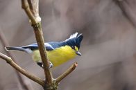 Colorful jay resting on tree twig