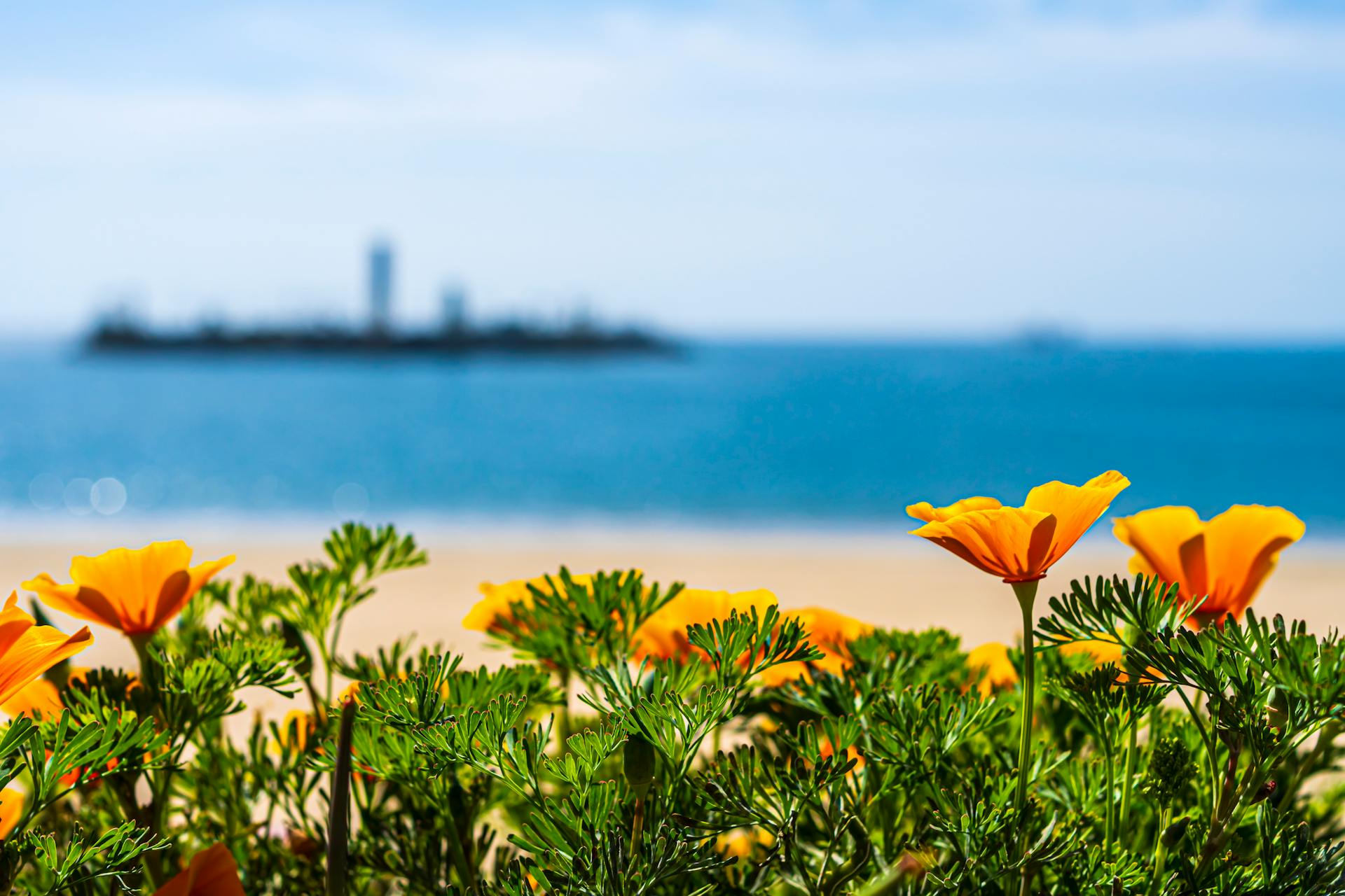 Bright California poppies blooming on the Long Beach coast, with a serene ocean backdrop.