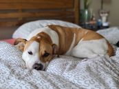 Brown and White Dog Lying on Bed
