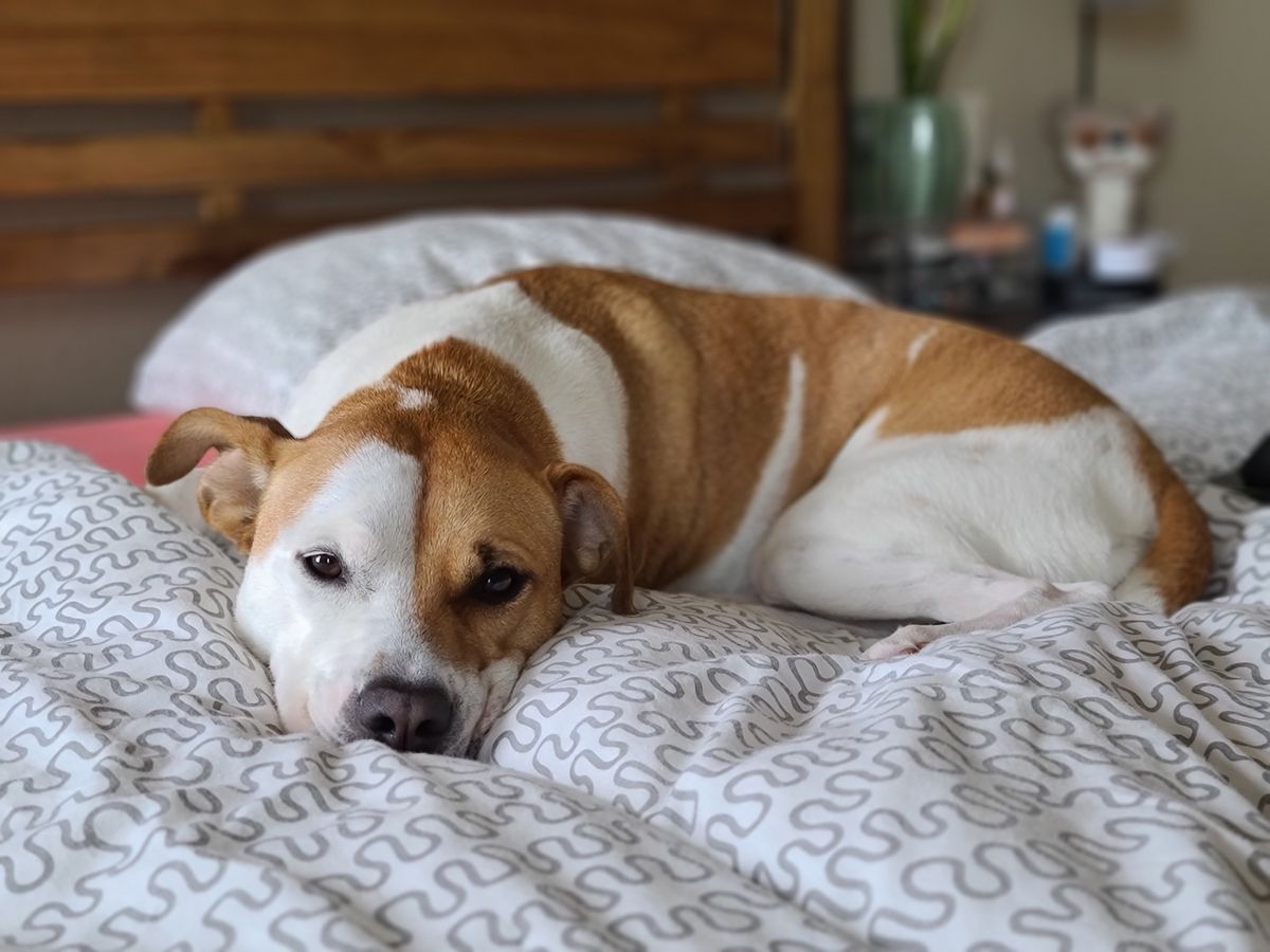 A dog lying on a patterned bed shows the comfort question behind overnight diaper choices.
