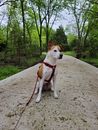 Brown and White Dog Sitting on Concrete Surface