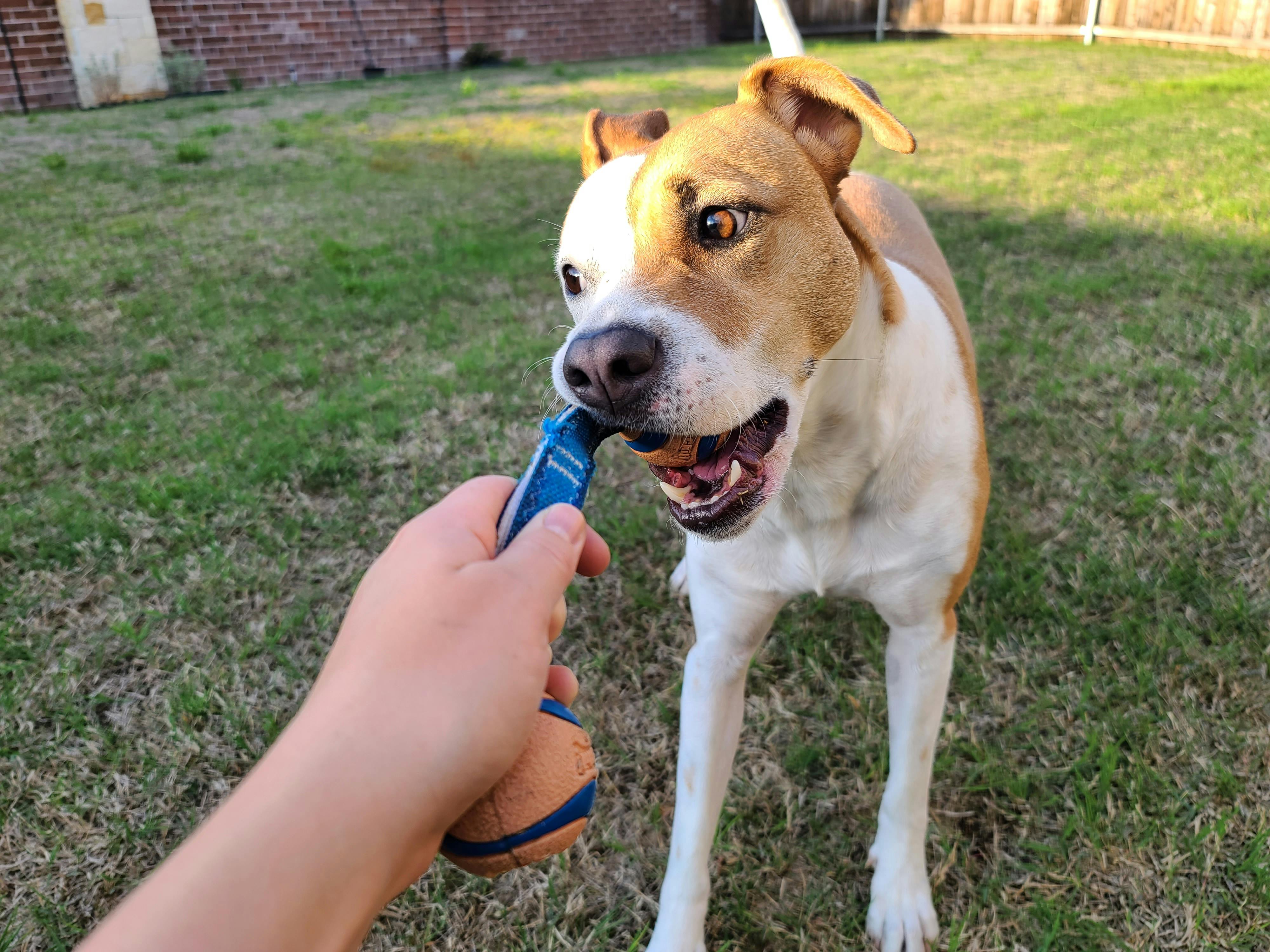 A Dog Chewing on a Chewtoy