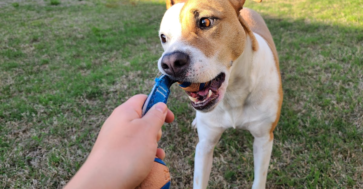 A Dog Chewing on a Chewtoy