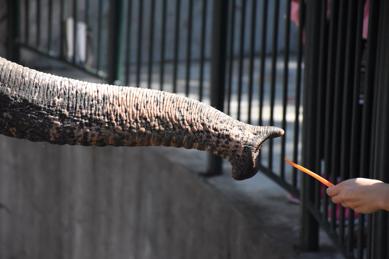 Get Elephant Insurance Phone Number Contact Details Easily get-elephant-insurance-phone-number-contact-details-easily