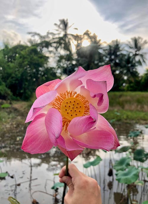 Free A Person Holding an Indian Lotus in Bloom Stock Photo