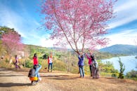 一群妇女在风景秀丽的湖边乡村欣赏樱花的美丽