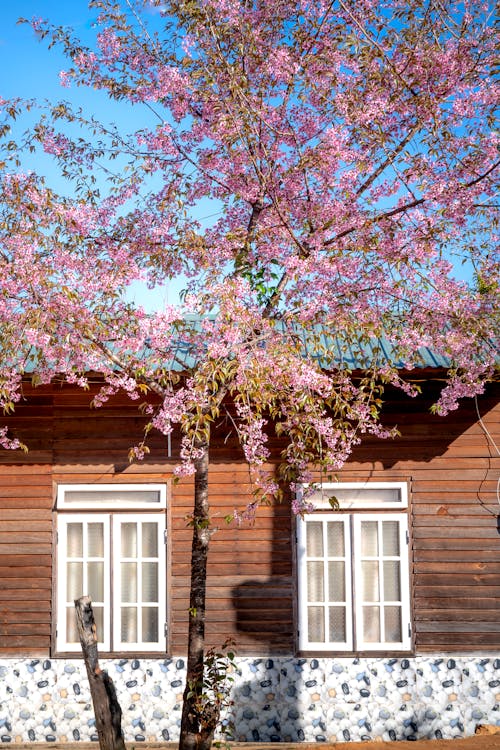 Gratis stockfoto met bloeien, bloeiend, bloemen in de lente