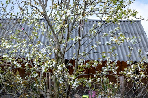 Darmowe zdjęcie z galerii z białe kwiaty, delikatny, drzewo