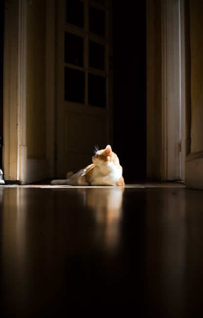 A peaceful cat lying in a sunlit hallway, enjoying the warmth and tranquility indoors.