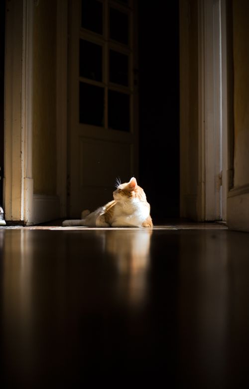 Free A peaceful cat lying in a sunlit hallway, enjoying the warmth and tranquility indoors. Stock Photo