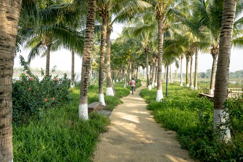 Free Serene path lined with coconut trees, perfect for a tropical getaway stroll. Stock Photo