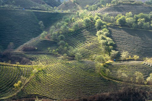 Immagine gratuita di agricoltura, ambiente, azienda agricola