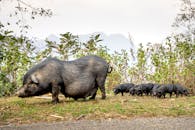 Pigs walking on grass under gray sky